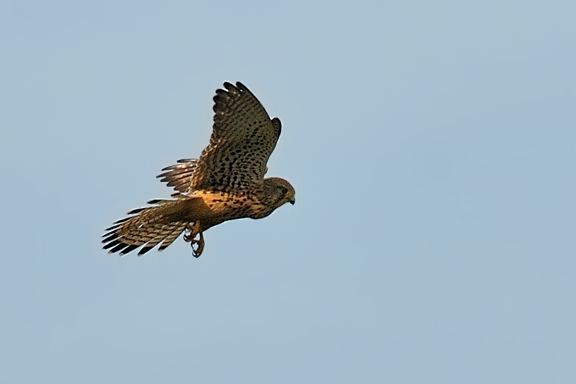 Gheppio e cornacchia