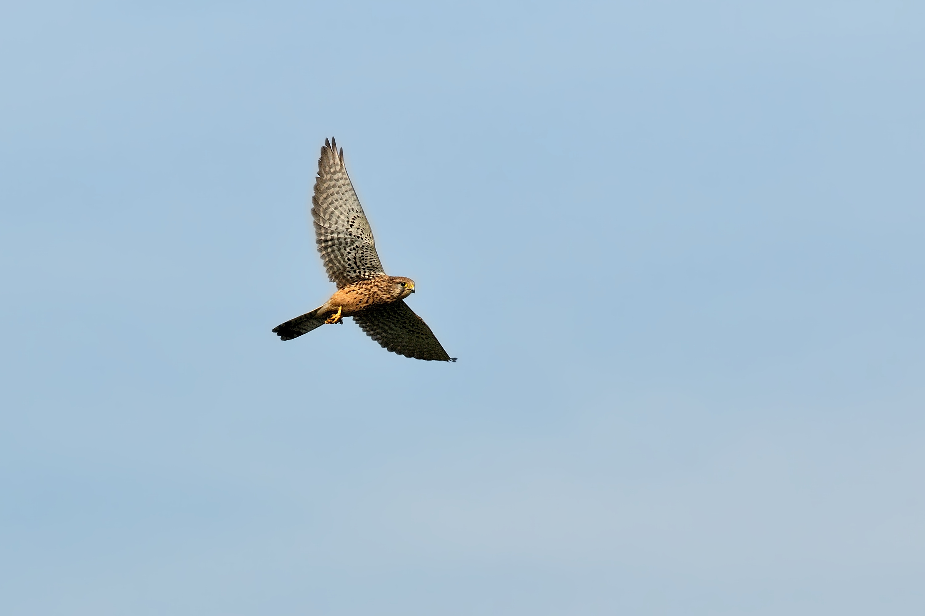 Gheppio e cornacchia