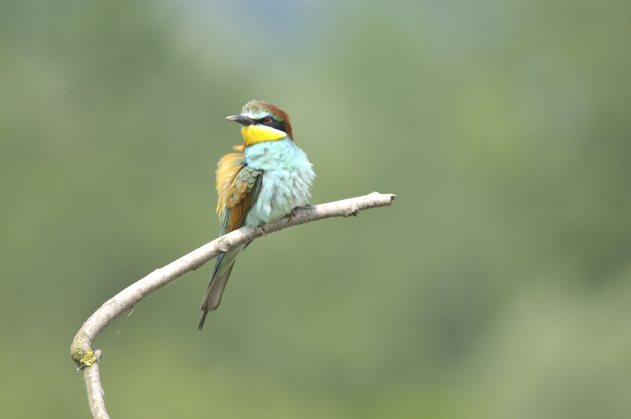 Merops apiaster : gruccioni