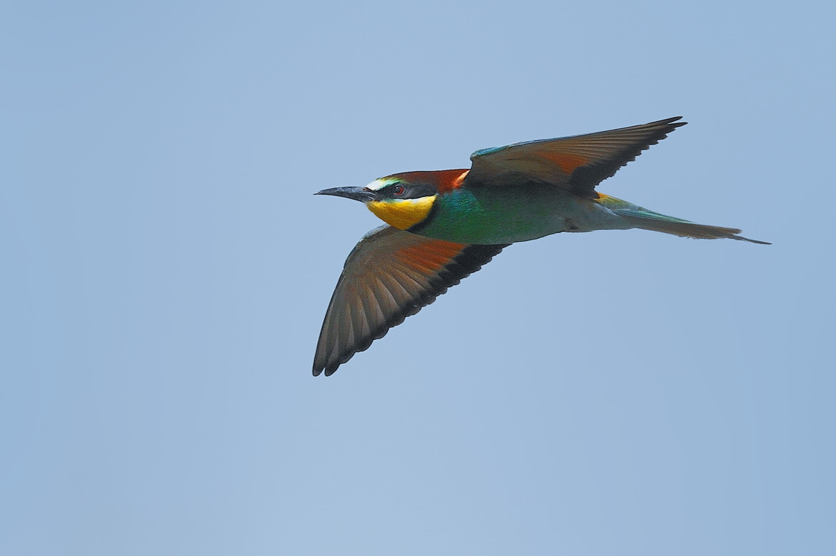 I Gruccioni son tornati