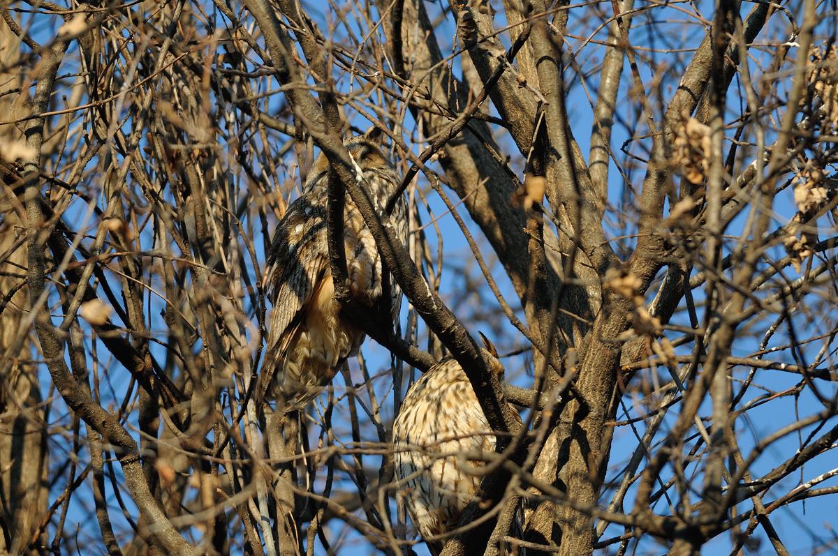 Roost gufi