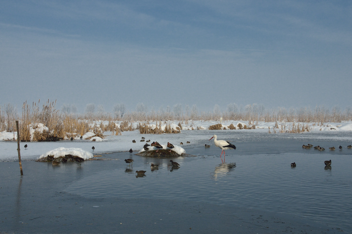 Palude in inverno