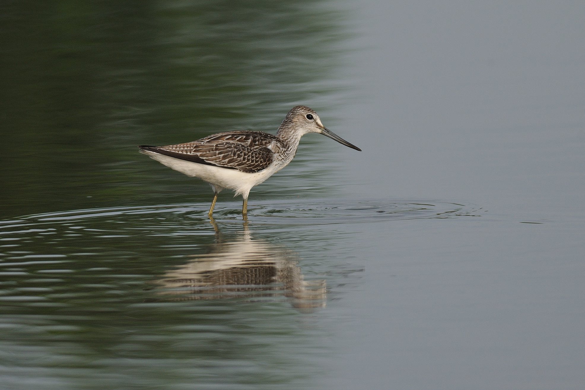 Corriere grosso e limicoli da verificare ID