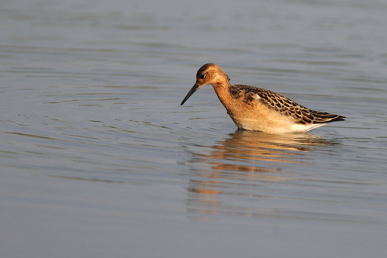 Corriere grosso e limicoli da verificare ID