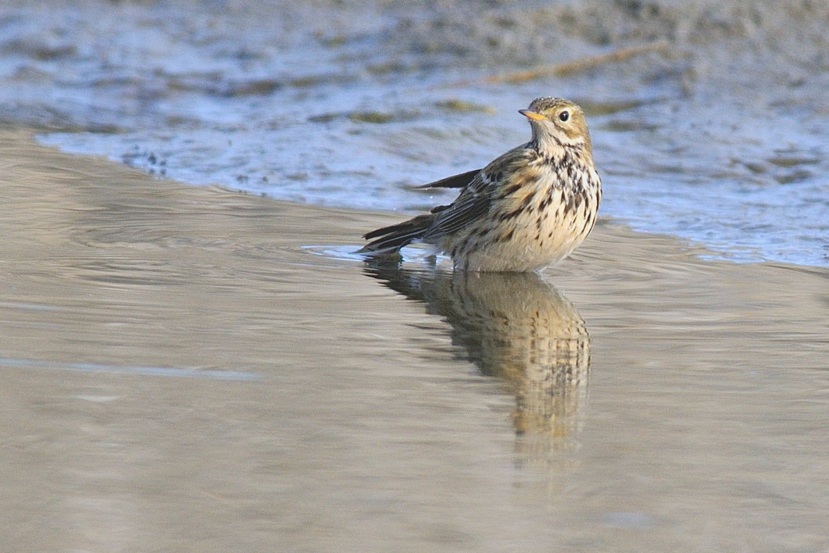 Anthus pratensis sul Po