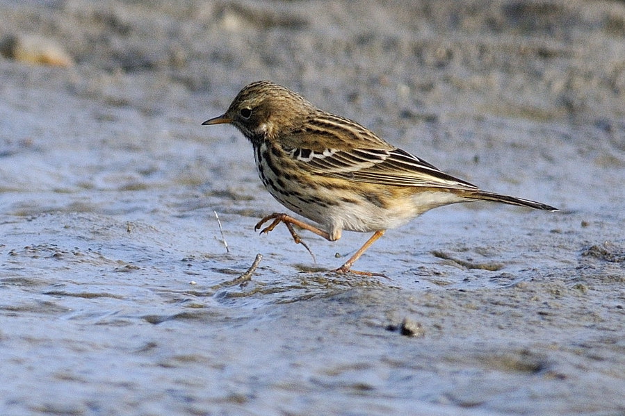 Anthus pratensis sul Po