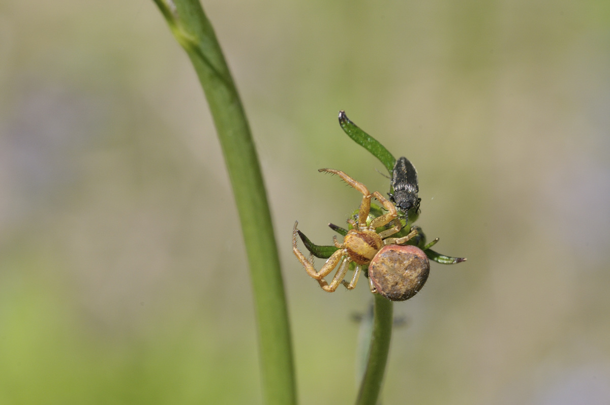 Xysticus sp.