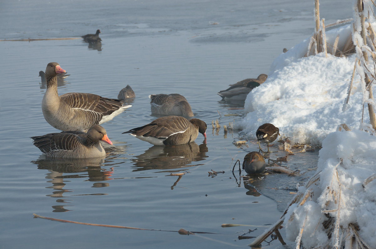 Palude in inverno