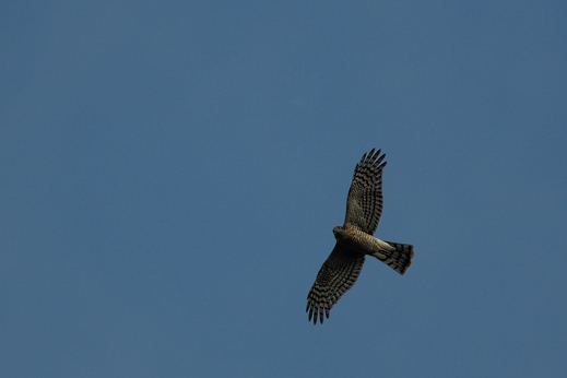 Rapace da identificare