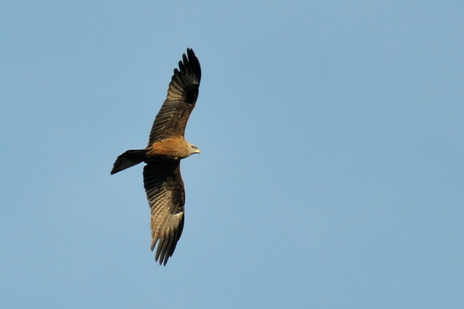 Identificazione rapace