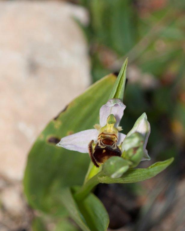 O. fior di vespa  ericina