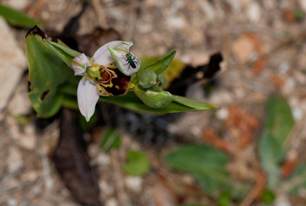 O. fior di vespa  ericina
