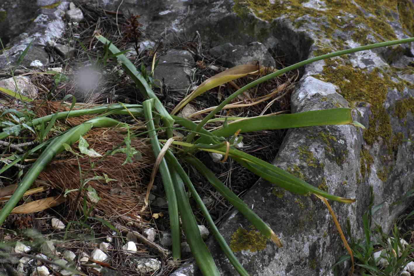 Melomphis arabica / Latte di gallina d''Arabia