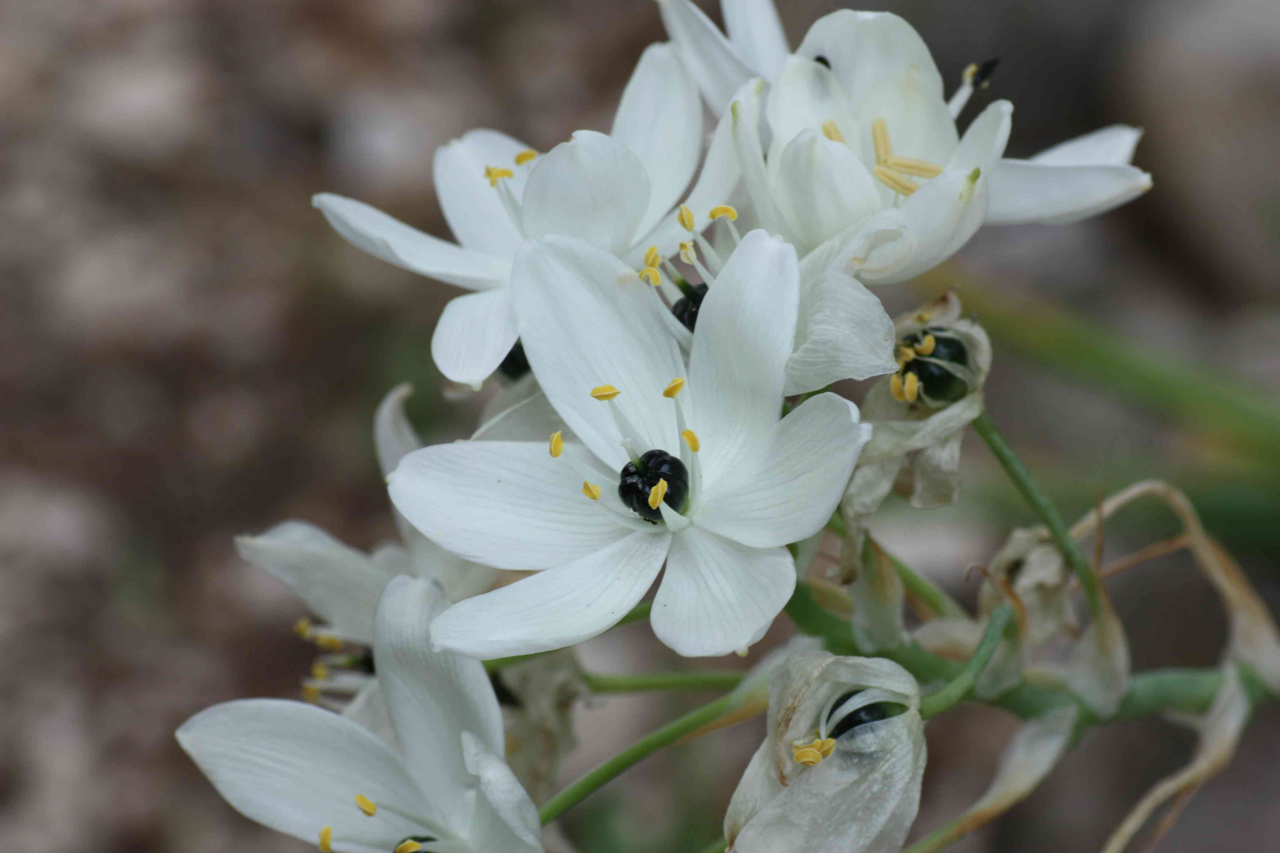 Melomphis arabica / Latte di gallina d''Arabia