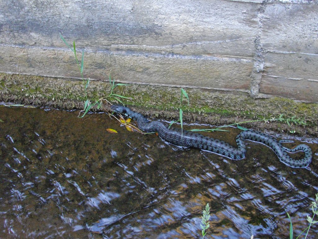 Identificazione -Serpente che mangia un topo..