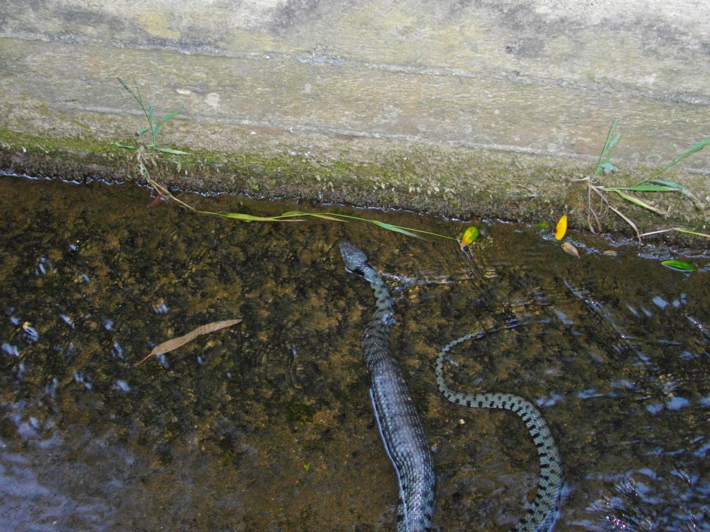 Identificazione -Serpente che mangia un topo..
