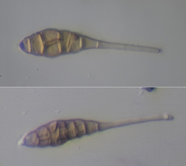 Curiosa mazzetta, forse conidioforo fungino