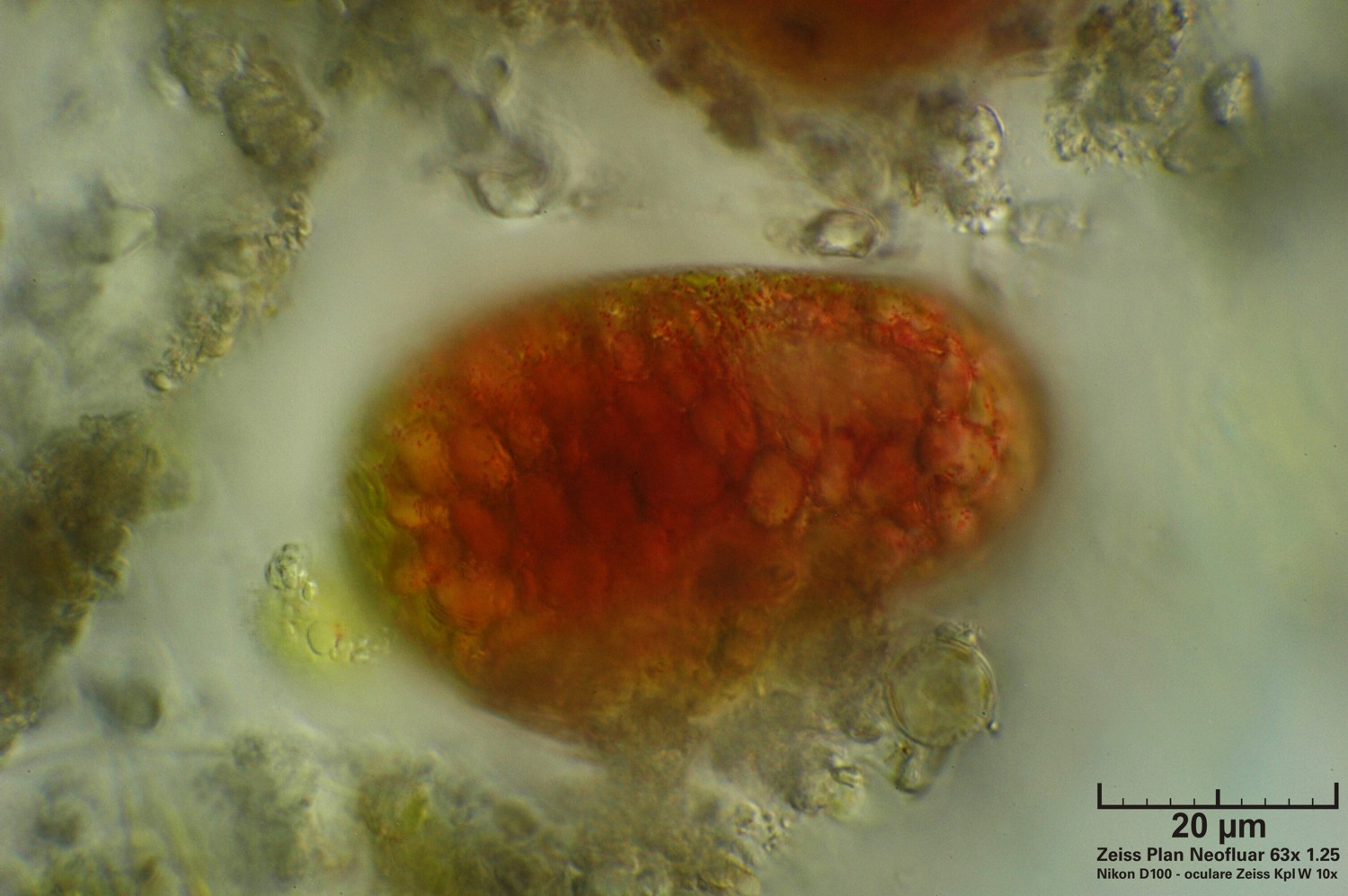 Euglena sanguinea
