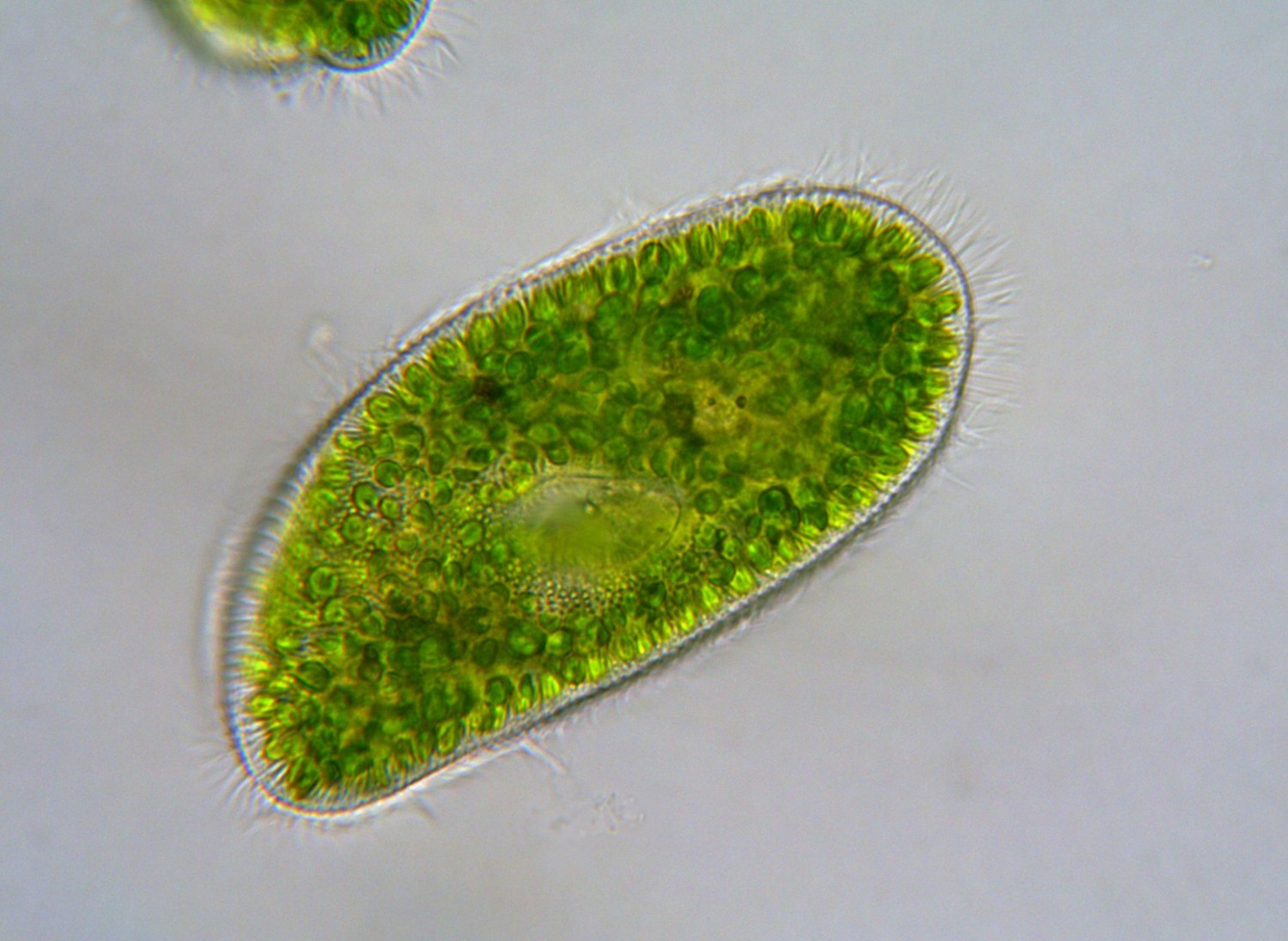 Самый простой одноклеточный организм. Инфузории Paramecium. Инфузория туфелька. Инфузория туфелька Бурсария. Инфузории Paramecium caudatum.