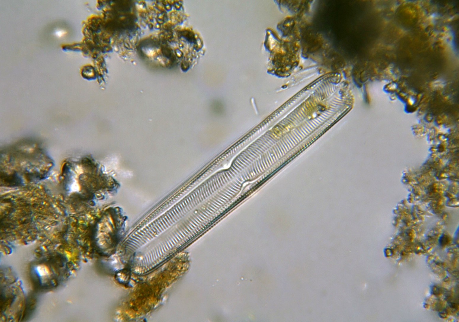 Pinnularia