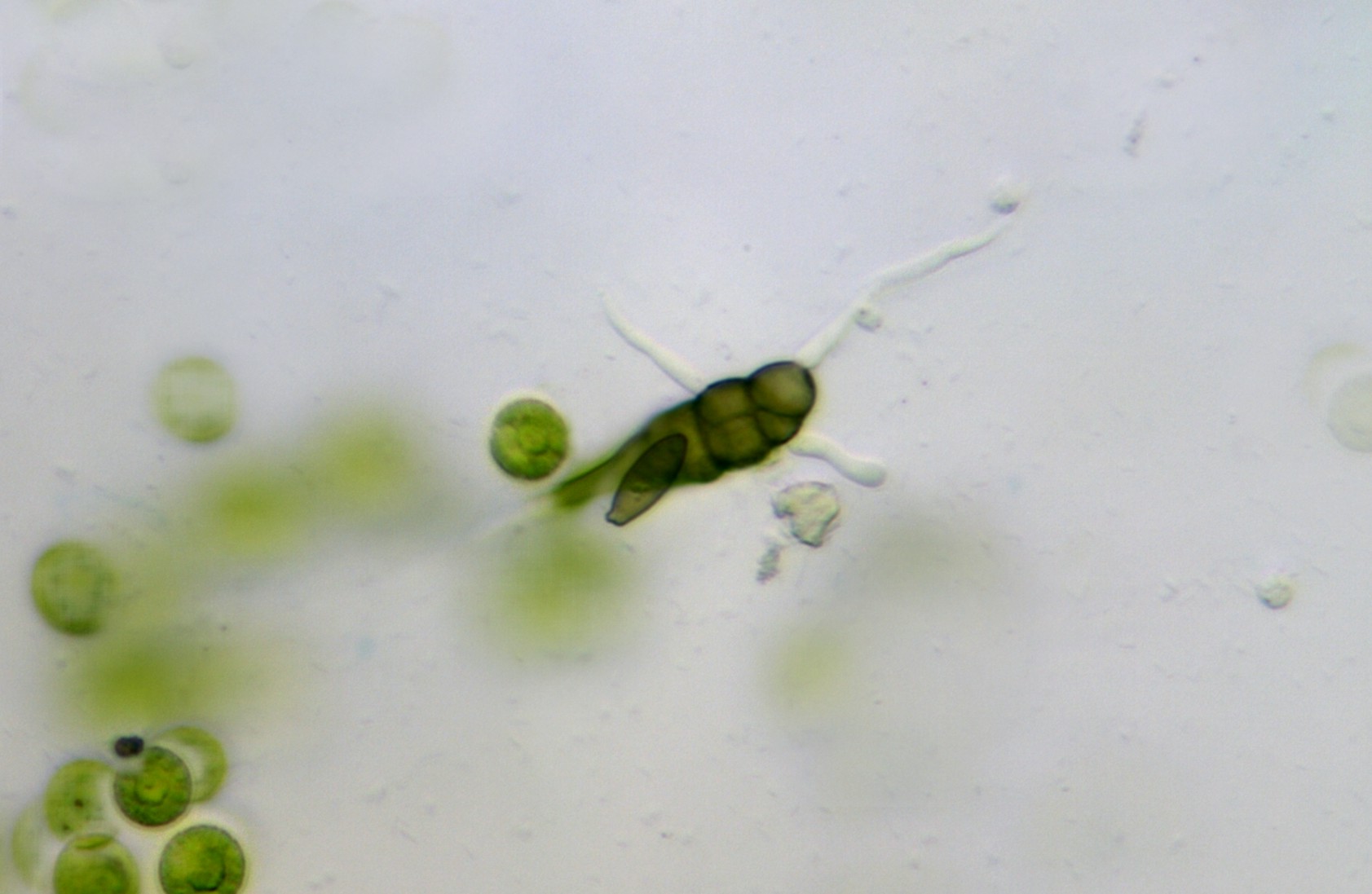 Curiosa mazzetta, forse conidioforo fungino