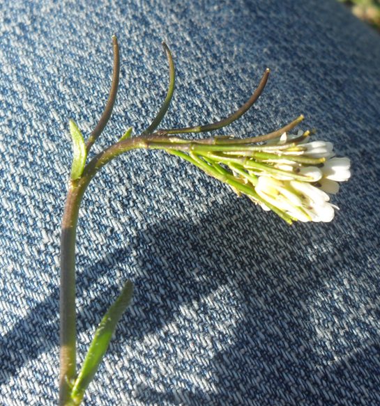 Arabis ciliata?