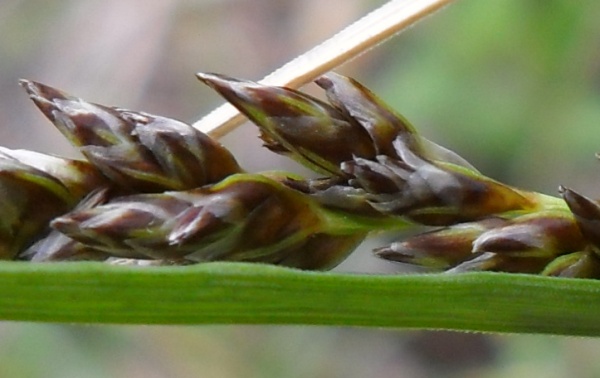 Carex paniculata ?