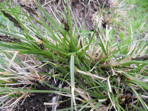 Carex paniculata ?