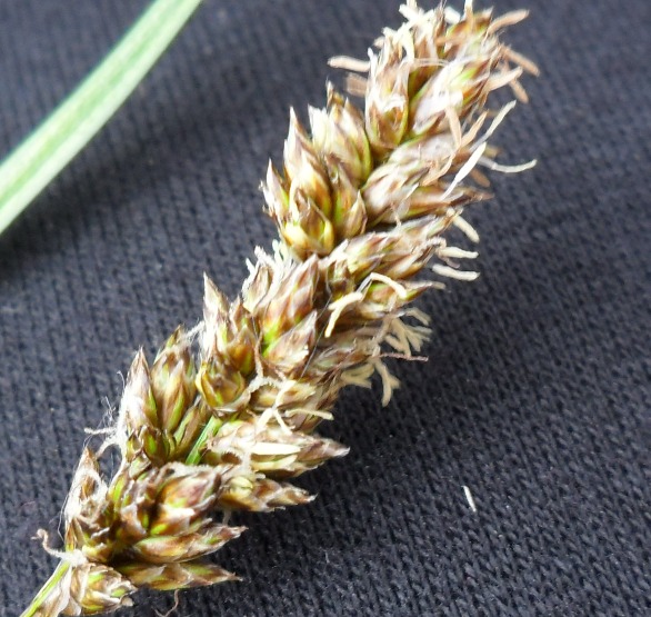 Carex paniculata ?
