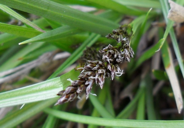 Carex paniculata ?