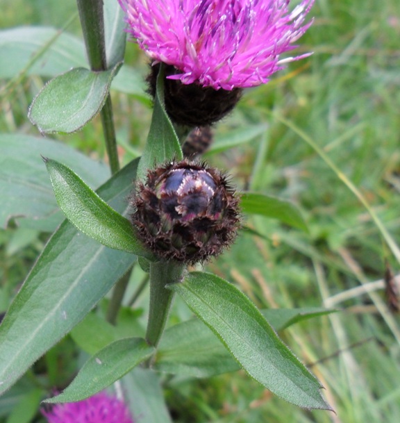 Centaurea nigra ?