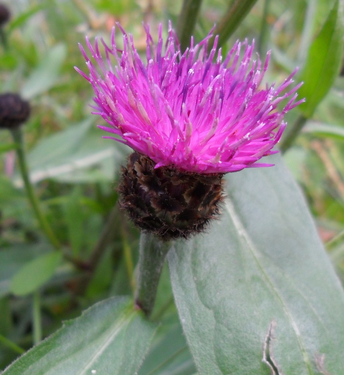 Centaurea nigra ?