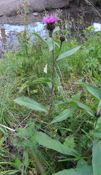 Centaurea nigra ?