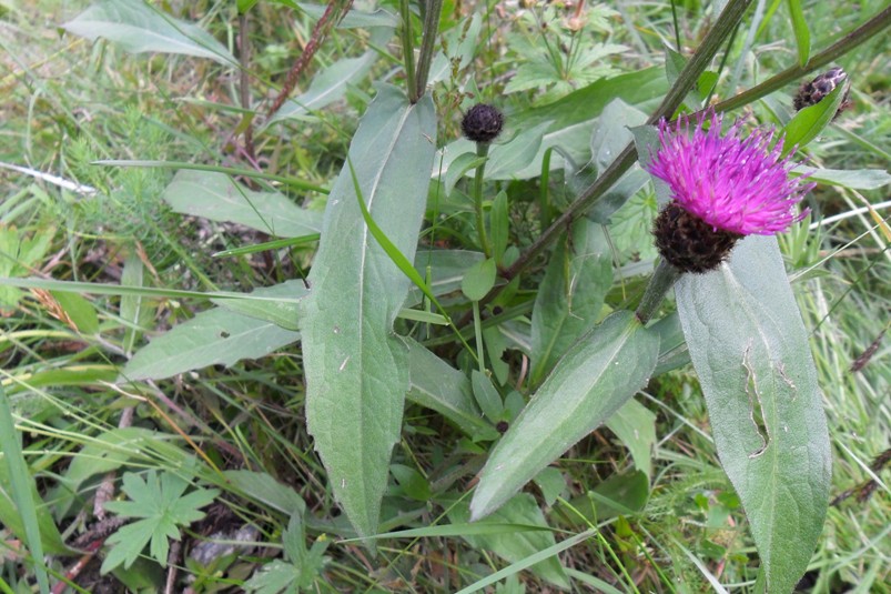 Centaurea nigra ?