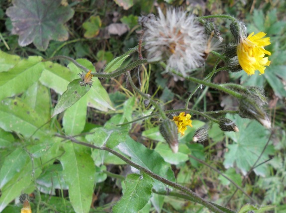 Hieracium prenanthoides Vill. ?