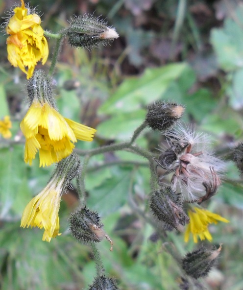 Hieracium prenanthoides Vill. ?