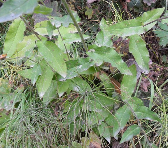 Hieracium prenanthoides Vill. ?