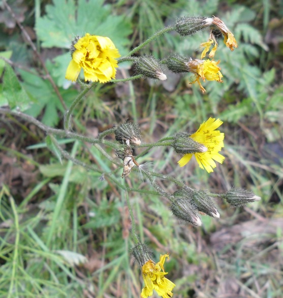 Hieracium prenanthoides Vill. ?