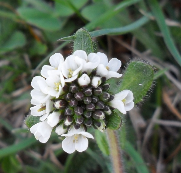 Arabis ciliata?