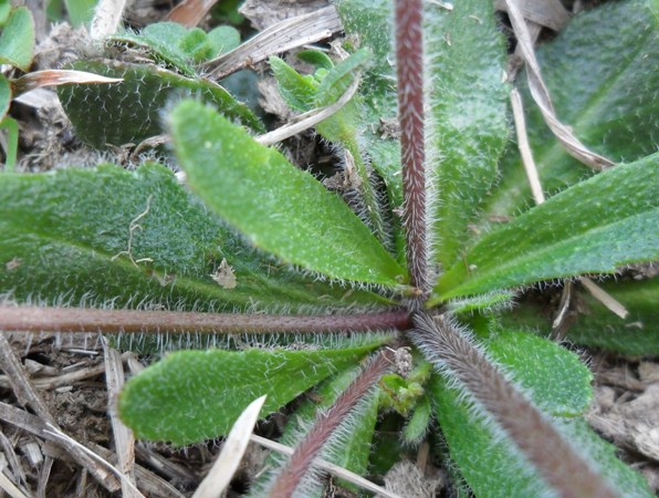 Arabis ciliata?