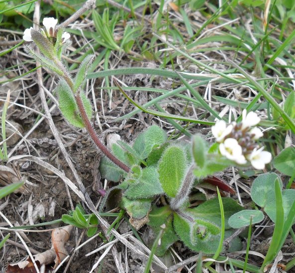Arabis ciliata?