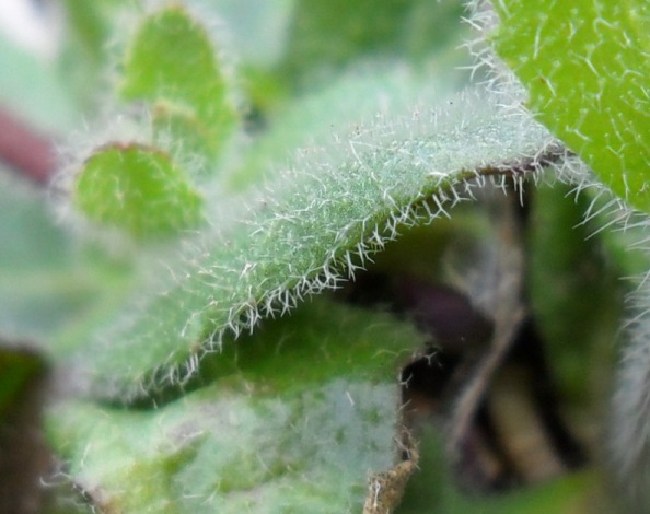 Arabis ciliata?