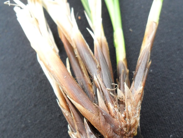 Carex paniculata ?