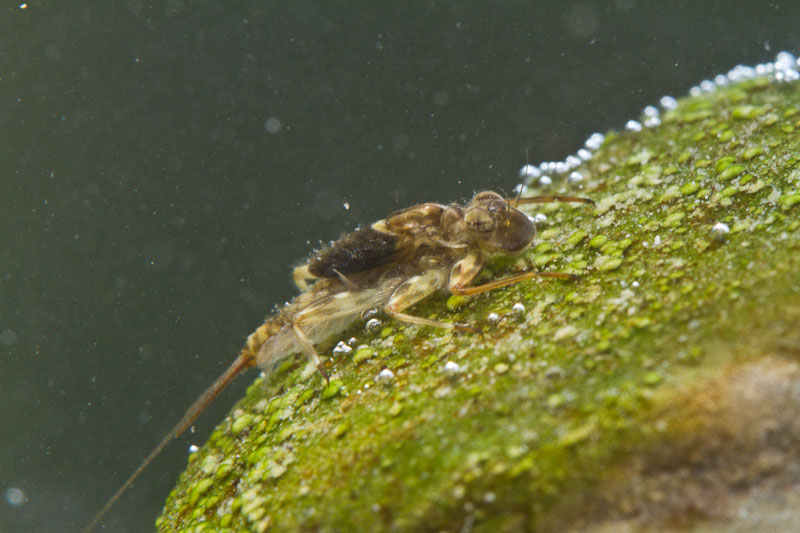 Identificazione larve