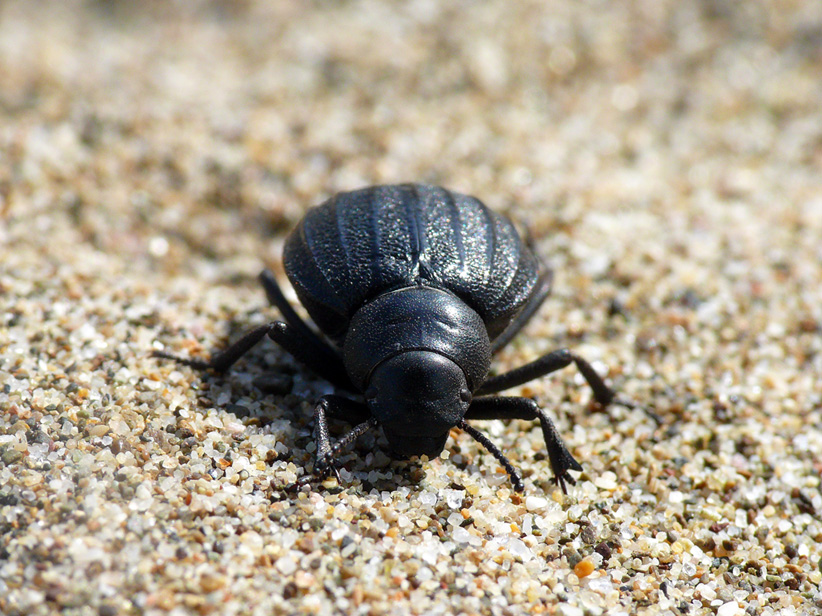 Pimelie maremmane: Pimelia bipunctata