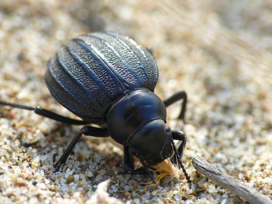 Pimelie maremmane: Pimelia bipunctata