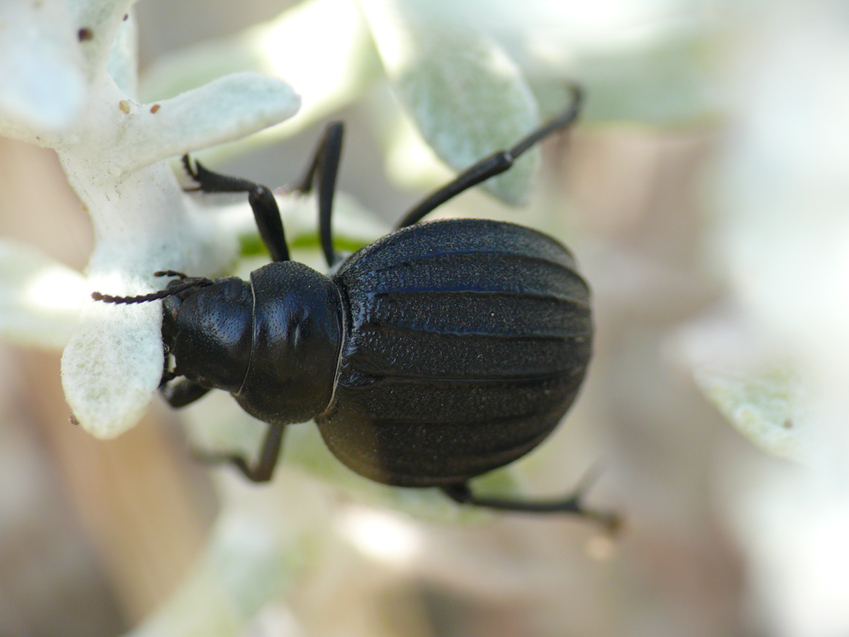 Pimelie maremmane: Pimelia bipunctata