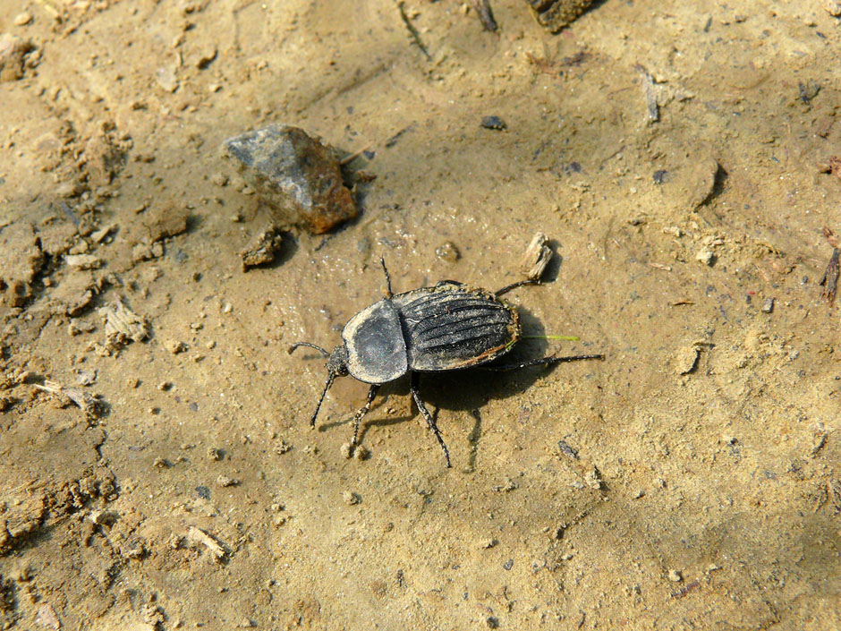 Silpha carinata
