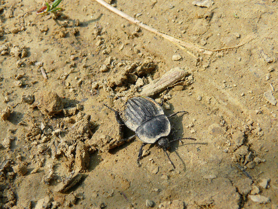 Silpha carinata