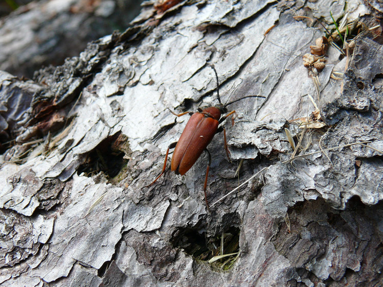 cerambicide: Stictoleptura rubra